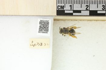 Media type: image;   Entomology 768690 Aspect: Labels